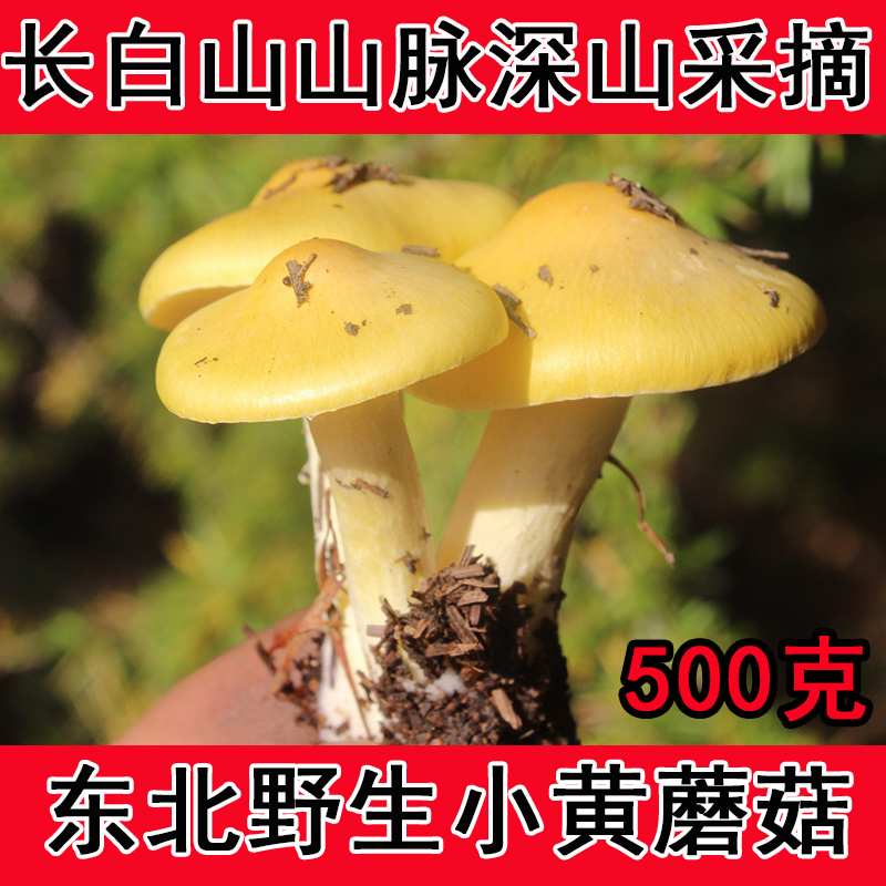 野生东北特产小黄蘑菇500g阿尔山