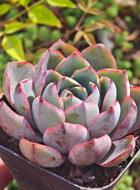 多肉植物锦绣牡丹菲欧娜赫拉粉紫色彩色好看漂亮好养适合新手品种