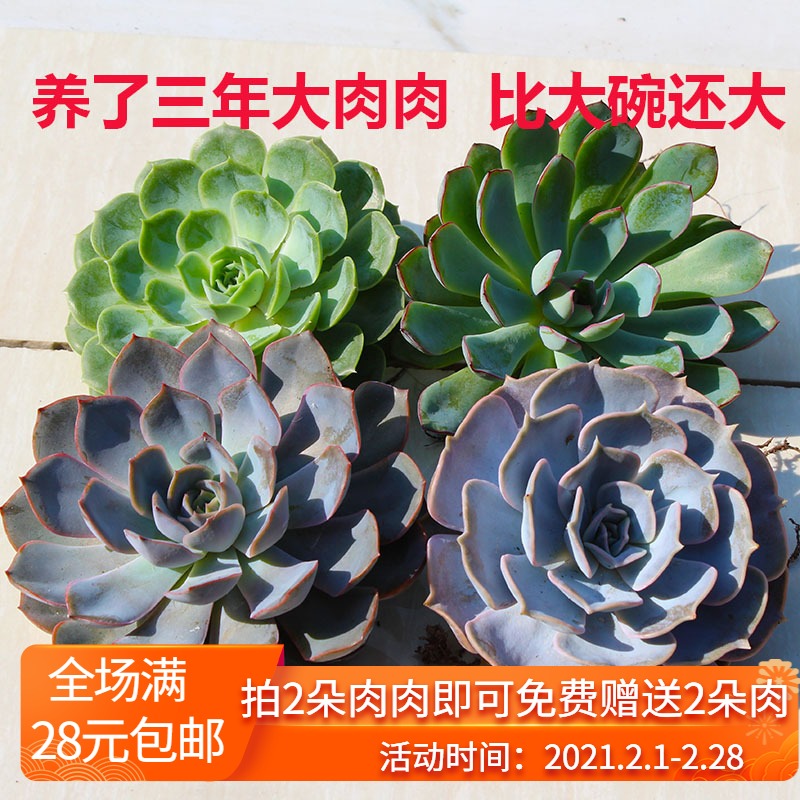 大多肉植物价格 大多肉植物图片 星期三