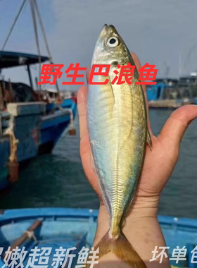 福建非养殖大号土豪巴浪鱼新鲜海捕鲜活冷冻海鲜水产顺丰包邮