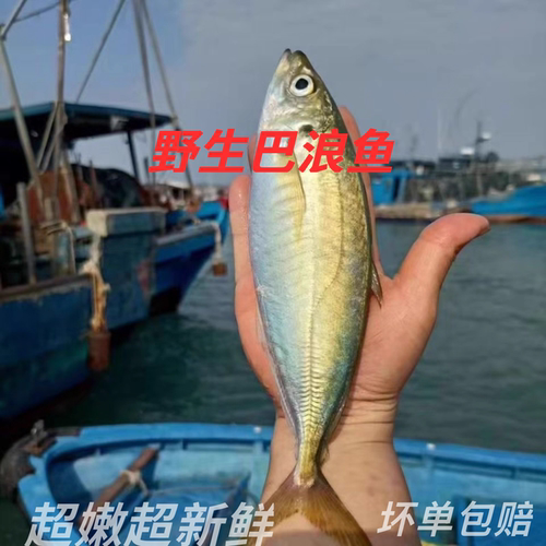 福建非养殖大号土豪巴浪鱼新鲜海捕鲜活冷冻海鲜水产顺丰包邮