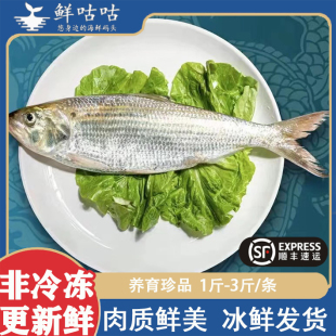 鲥鱼清水新鲜非冷冻海鲜水产淡水鱼鱼中珍品高端鱼类食材送礼顺丰