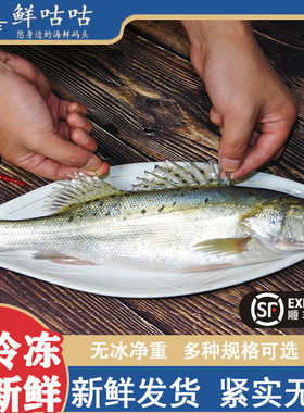 海鲈鱼七星鲈鱼鲜活可开背可三去新鲜宁波舟山冰鲜非冷冻海鲜水产