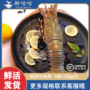 小青龙龙虾生猛新鲜鲜活野生非冰鲜非冷冻大海鲜水产顺丰速运鲜活