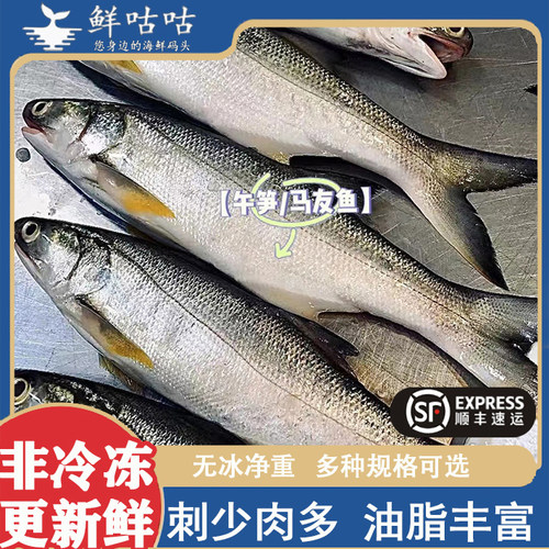 宁波马友鱼章跳东海海鲜