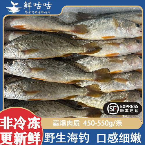 海捕黄菇鱼冰鲜非冷冻顺丰快递