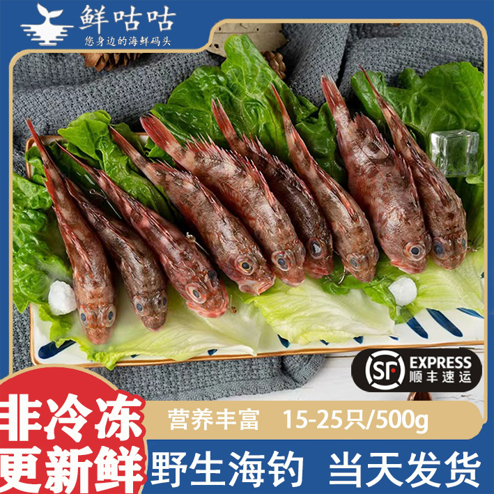 石九公整条宁波舟山新鲜野生海鲜