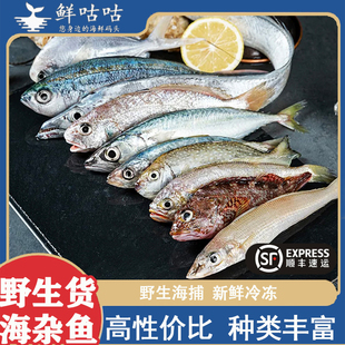 海杂鱼新鲜鲜活海捕 顺丰 新鲜宰杀宁波舟山海鲜水产冷冻海鱼组合