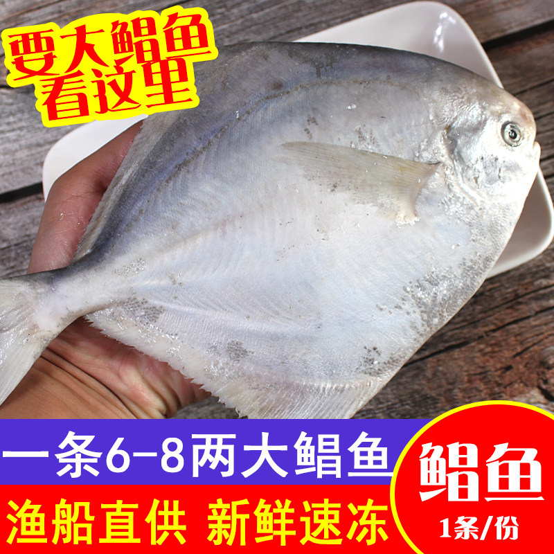 仓鱼跟鲳鱼,金鲳鱼图片大全,各种鲳鱼图片大全_大山谷图库