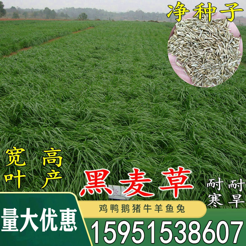 进口多年生鸡鸭鹅猪牛羊牧草种子