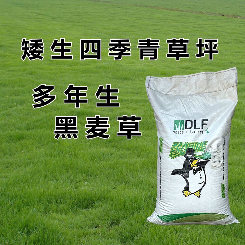 多年生黑麦草种子 四季青草坪绿化耐寒不修剪草籽四季种易活种籽