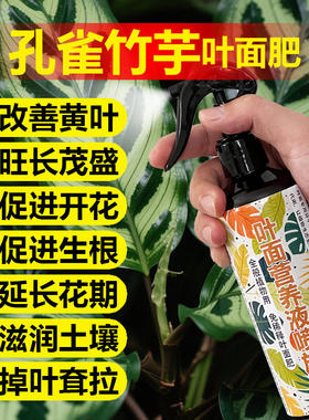 孔雀竹芋专用肥料绿植营养液叶发黄卷边焦边干档萎垂锈斑叶面肥料