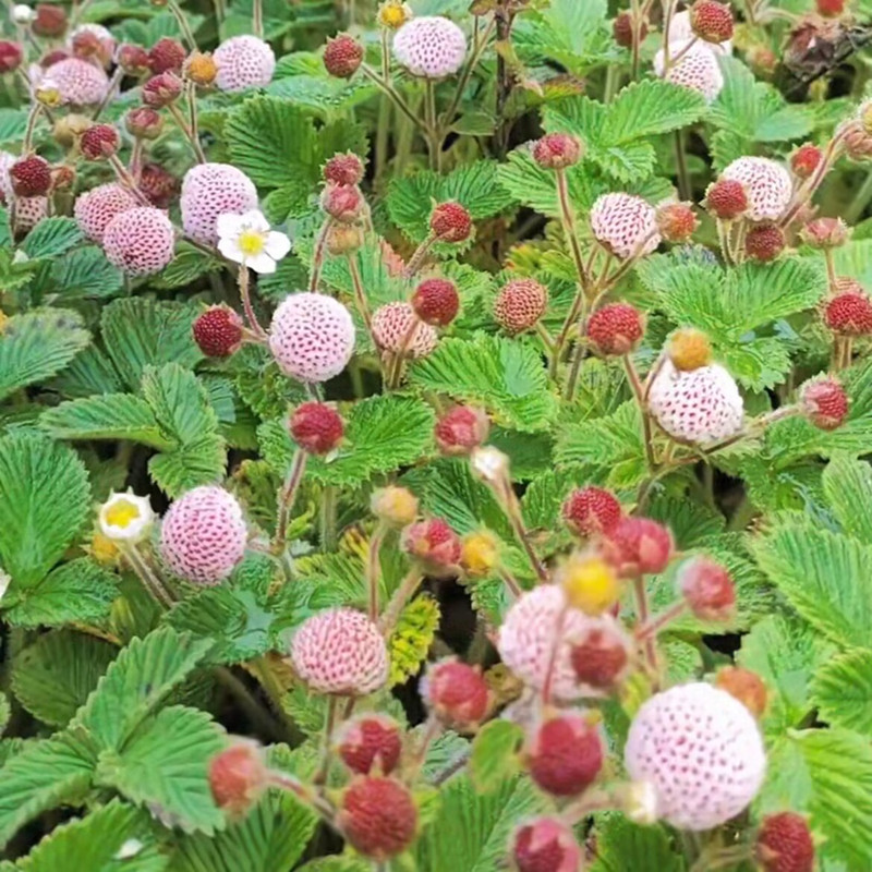野菠萝莓白草莓云贵川大米泡儿苗黄毛山草莓苗盆栽端午白瓢地泡儿