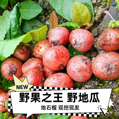 云贵川野地瓜藤苗地石榴藤苗地果儿时味道四川地枇杷根盆栽香地瓜