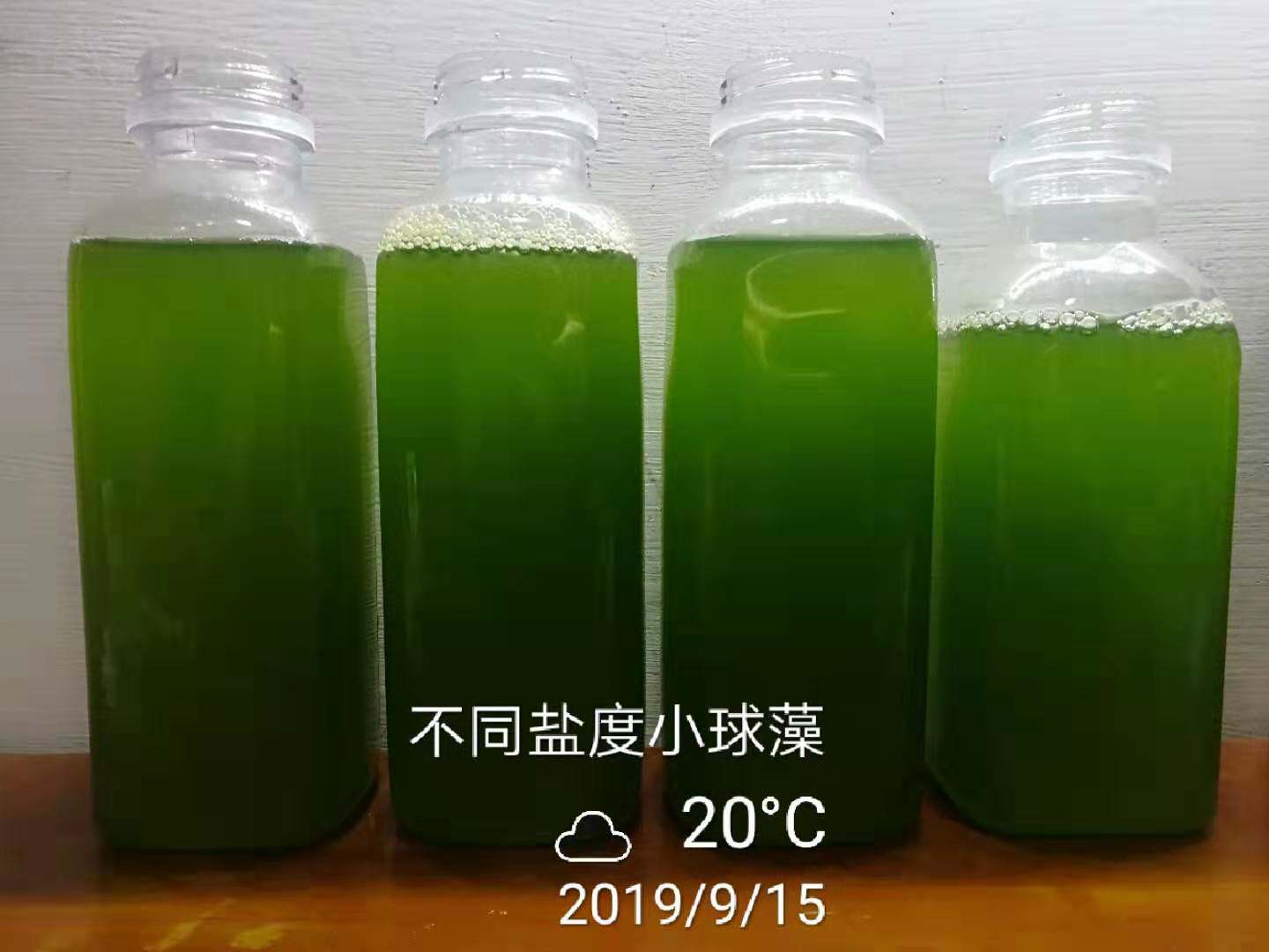 海水小球藻种水产养殖肥水绿水培养基不同盐度调水扩培引种