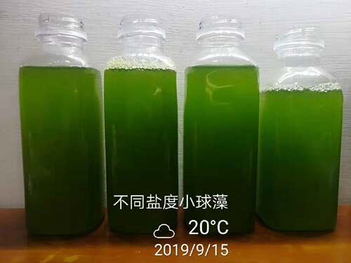 海水小球藻藻种水产养殖引种扩培