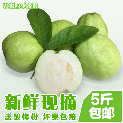 新品现货新鲜水果番石榴 台湾珍珠芭乐好吃农家珍珠芭乐5斤装包邮|msdalam kategori daging perikanan/Buah-buahan segar dan sayur-sayuran/dimasak, buah-buahan segar, lain - dari Buy2taobao.com untuk memberikan perkhidmatan ejen Taobao profesional membeli