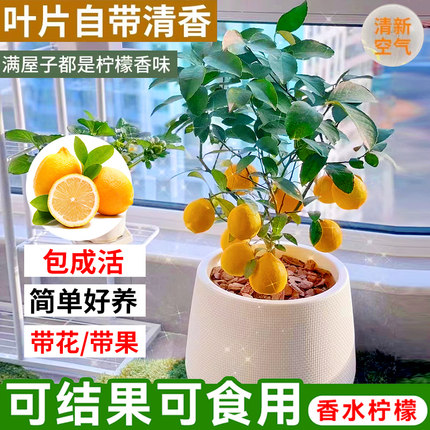 香水柠檬树盆栽带果苗可食用室内客厅阳台四季开花好养花卉绿植物