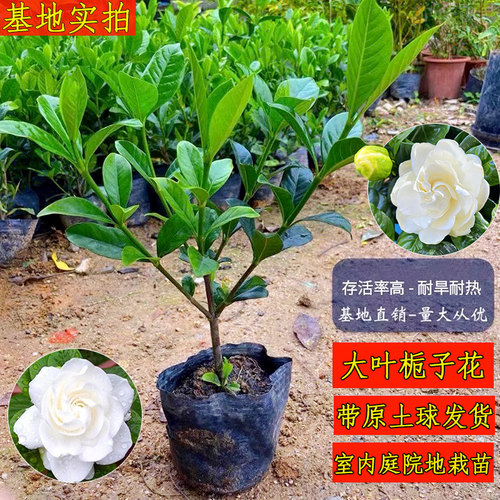 大叶栀子花树苗庭院地栽重瓣大花朵四季好养室内外盆栽净化空气