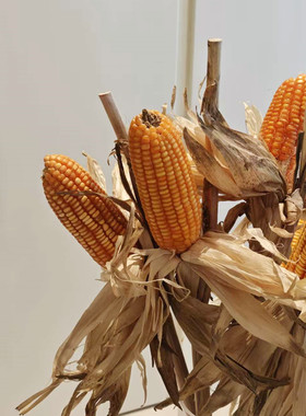 鲜切玉米干花整枝文玩插花装饰家居饰品桌面落地氛围高级感好看
