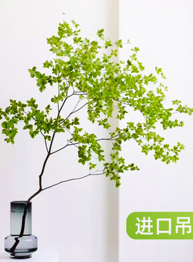 日本吊钟植物水养鲜切枝条客厅进口马醉木水培植物室内好养活绿植