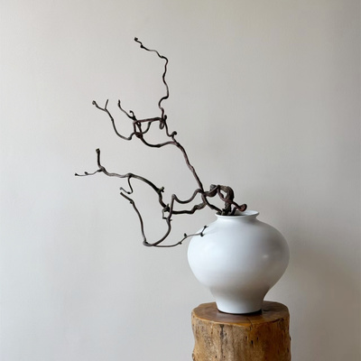 龙枣干枝树枝树干装饰天然弯曲龙爪插花干枝侘寂艺术风干禅意干花