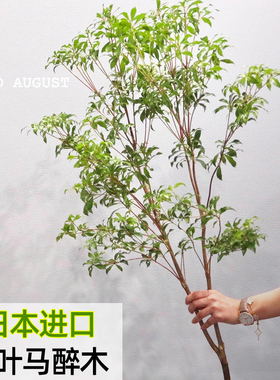 马醉木水培植物鲜切枝条盆栽活树室内小绿植日本吊钟树苗客厅水养