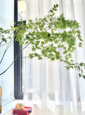 鲜切枫叶鸡爪槭绿色ins风极简水培法式绿植水养马醉木吊钟平替