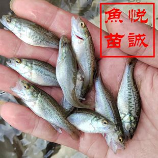 鲈鱼苗淡水养殖食用加州鲈鱼大口黑鲈路亚凶猛肉食鳜鱼小鱼苗