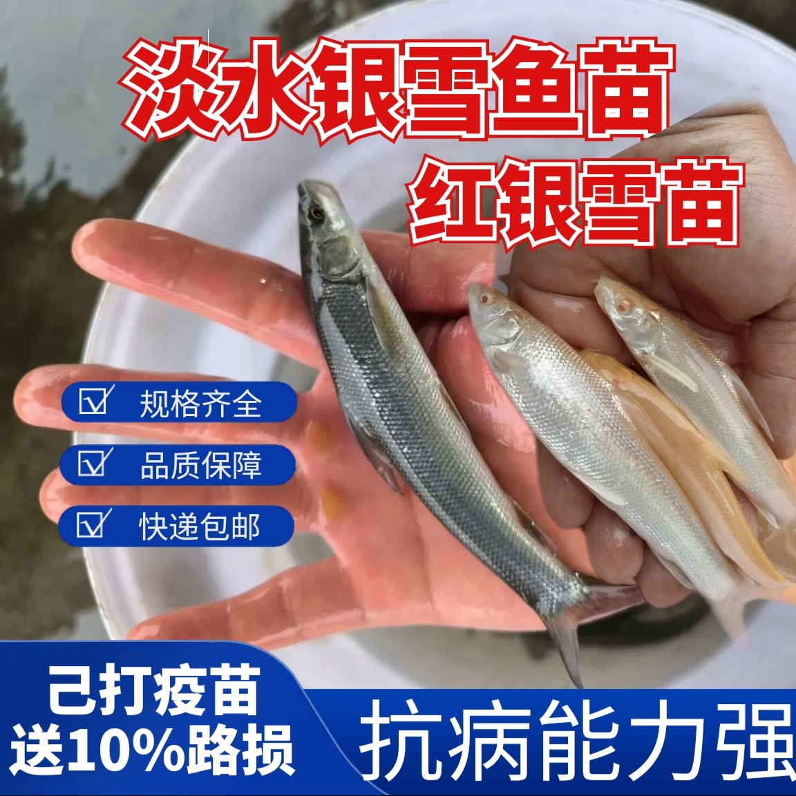 银鳕鱼苗红银鳕苗大鳞鲃鱼苗鳕鱼苗活鱼苗淡水养殖食用