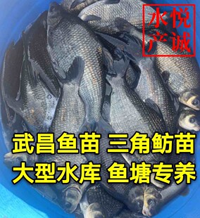 武昌鱼苗 鳊鱼苗 三角鲂鱼苗 团头鲂苗 三角边鱼苗 活体鱼苗