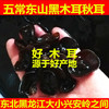 老兵米店2025东北五常山珍特产黑木耳250g干货凉拌秋木耳无根肉厚