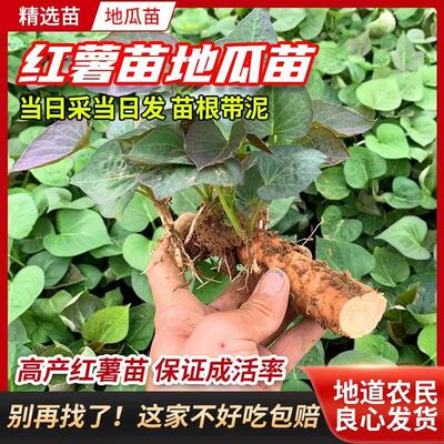 黄心板栗蜜薯苗秧子高产烟薯25号地瓜苗尖西瓜红藤白紫红苕番薯苗