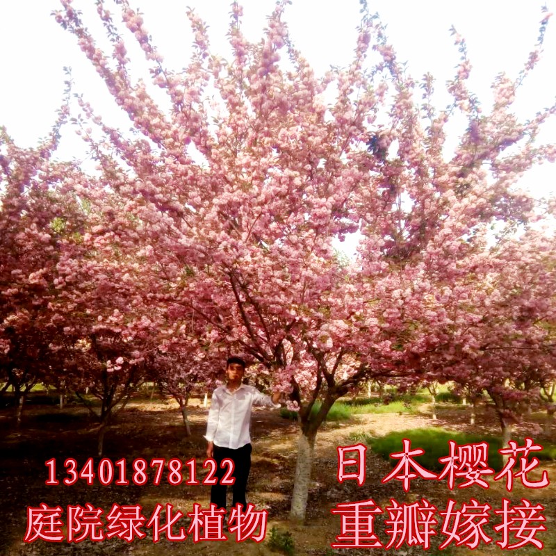 日本樱花嫁接树苗庭院绿化植物樱花树苗 晚樱早樱苗 樱花小苗