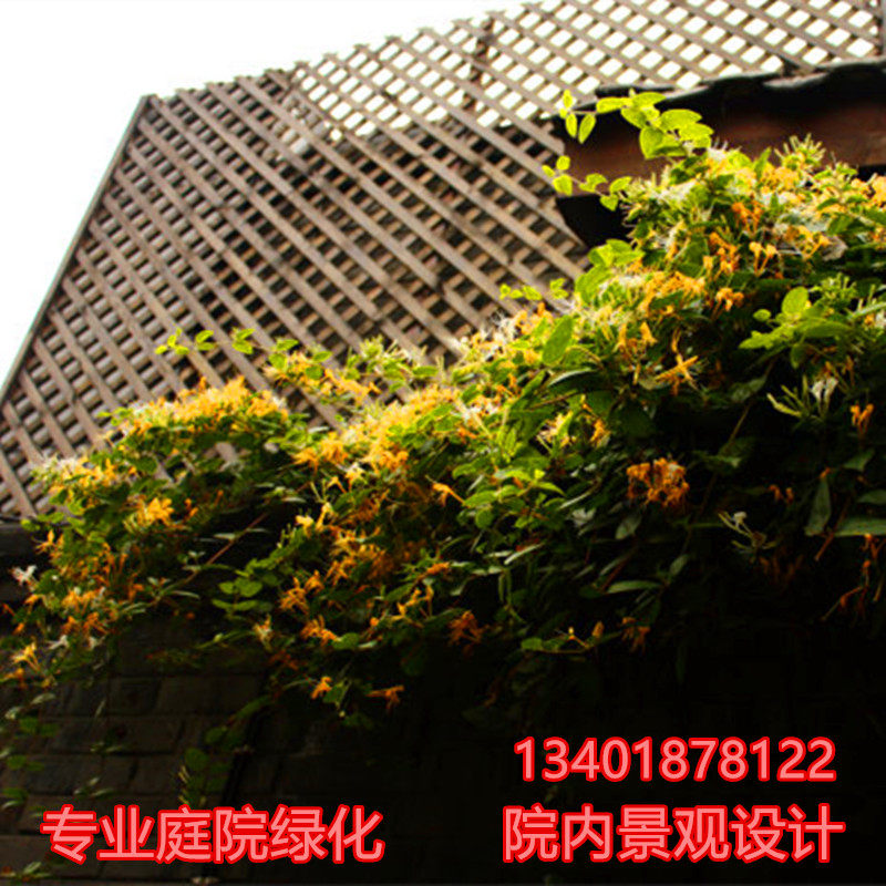 攀援花卉盆栽地栽爬藤植物树苗