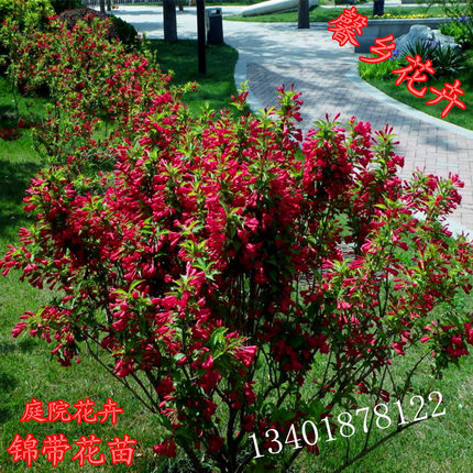 四季锦带花苗庭院绿化高档绿篱耐寒植物红王子锦带花苗南北方种植