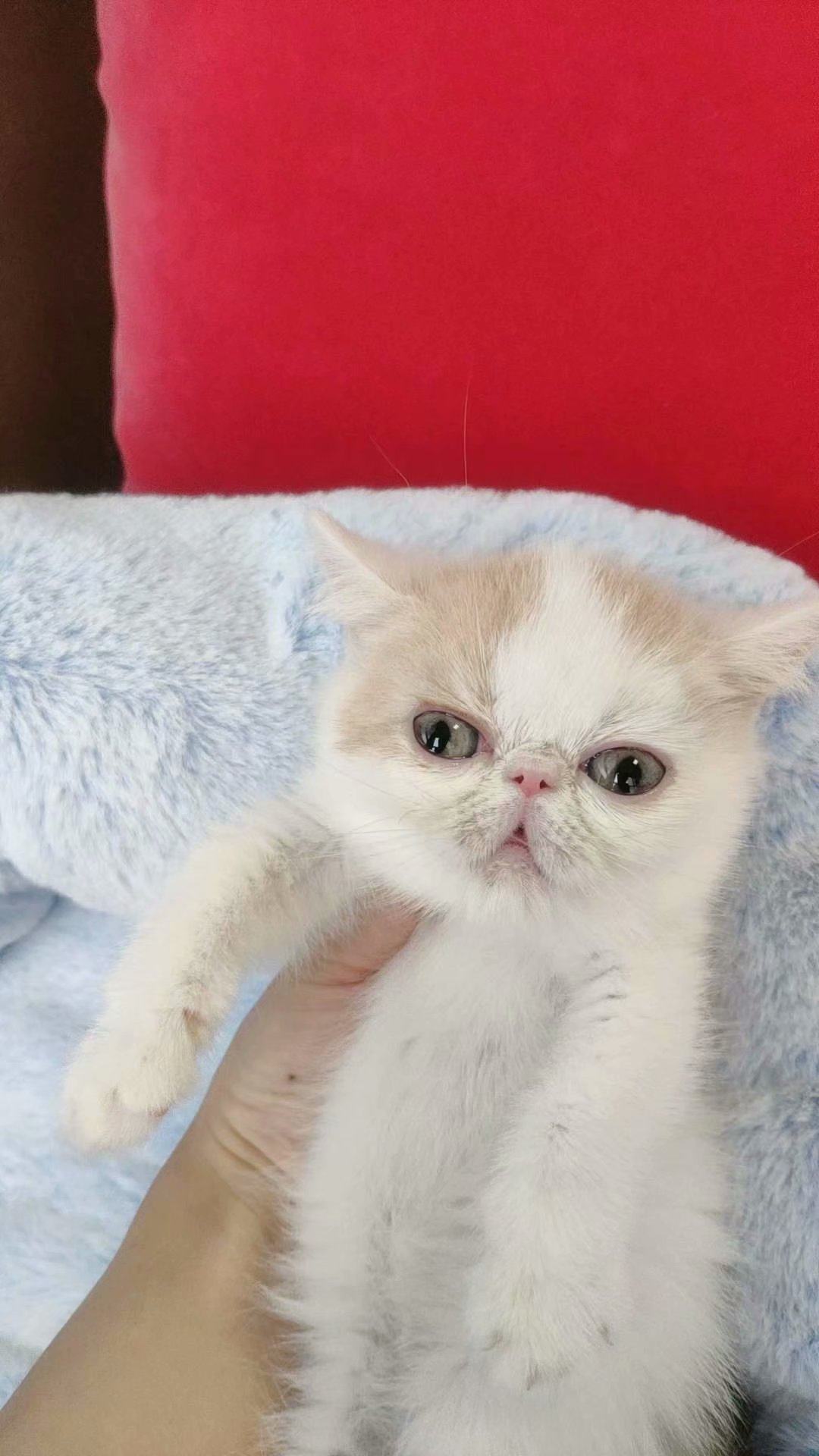 异短加菲猫 短毛宠物猫 家养健康 疫苗体内外驱虫已做 可空运