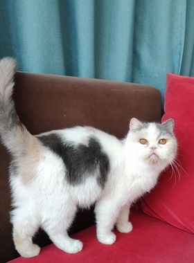 红包领养纯种猫 个人家养的有爱家庭，异短加菲猫 浅三花超粘人
