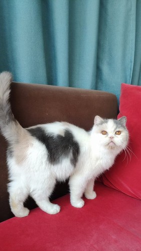 红包领养纯种猫 个人家养的有爱家庭，异短加菲猫 浅三花超粘人