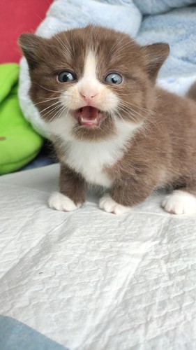 稀有色曼基康小短腿猫 巧克力色 重点烟灰色