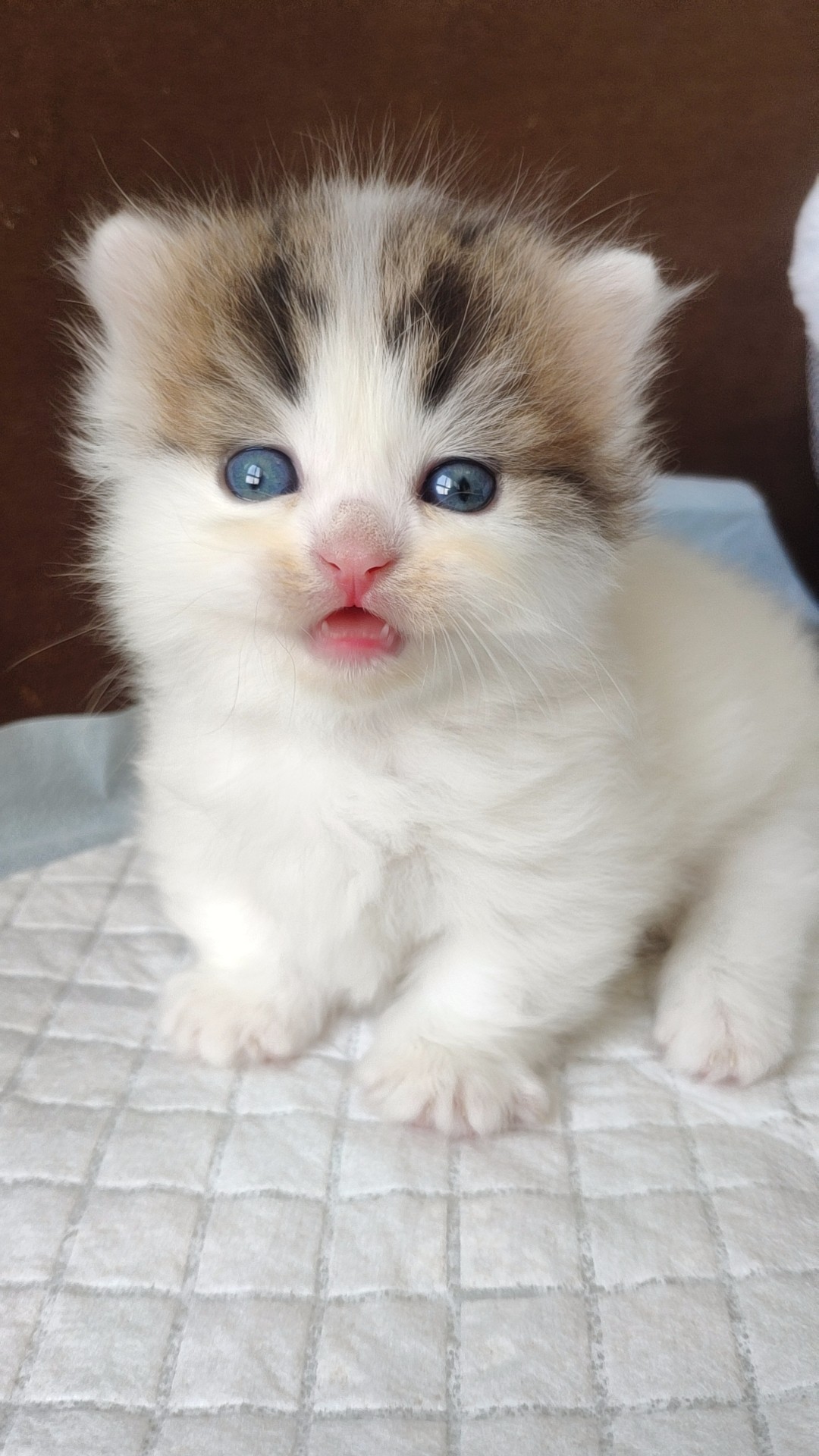 拿破仑长毛小短腿 曼基康 曼奇金血统小短腿 纯家养可全国空运