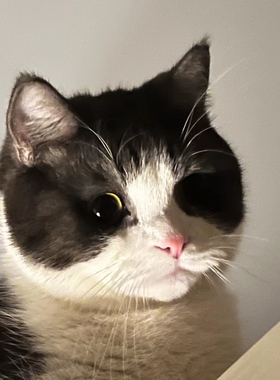 tica血统曼基康小短腿  黑白正八色粉鼻子家养宠物纯种猫 矮子猫