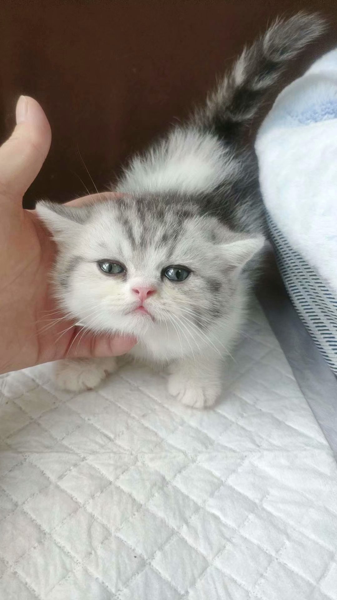 家养纯种宠物猫 银虎斑加白 小公猫 四川成都cfa血统猫舍 曼基康