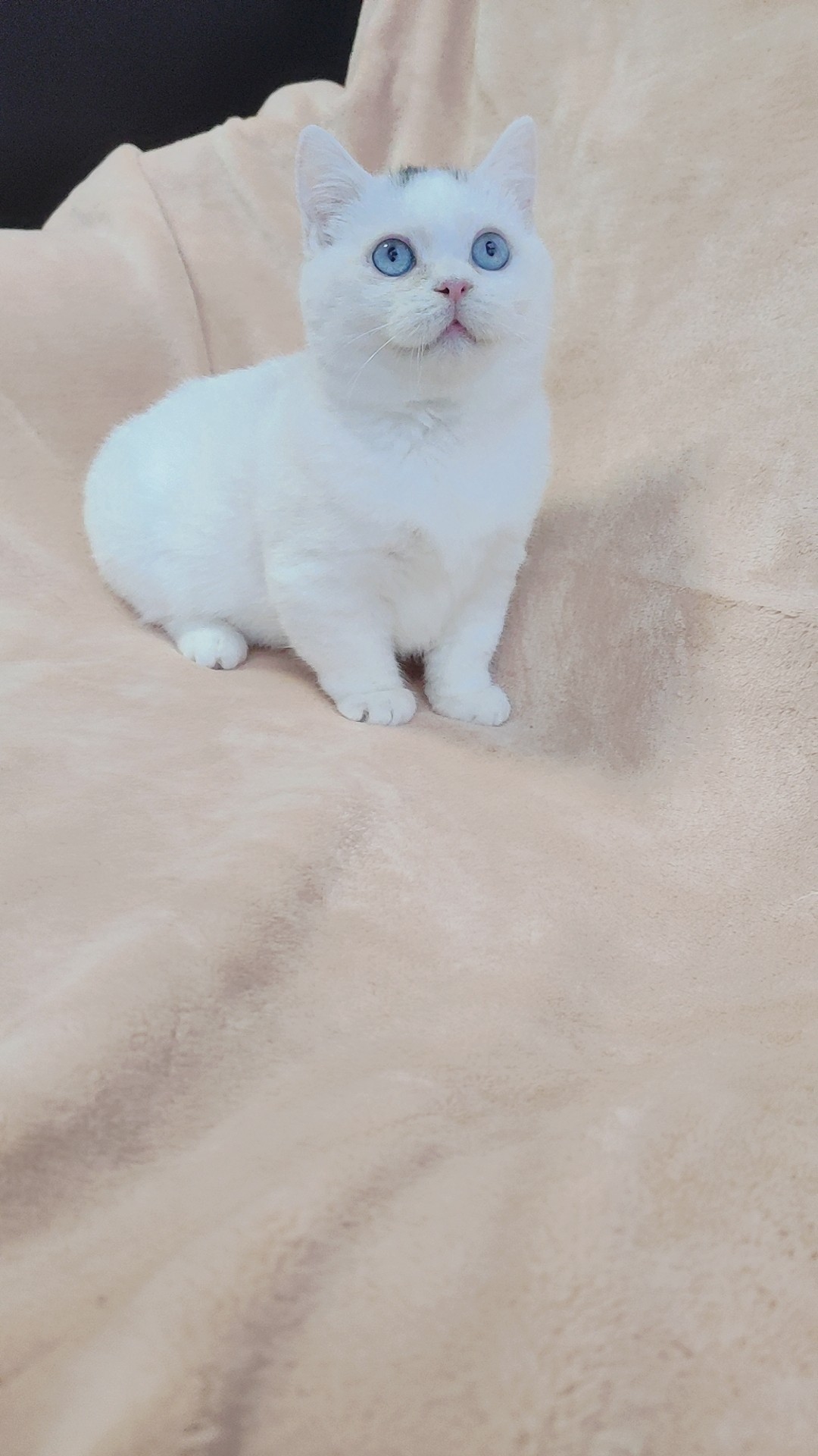 全白色刘海小短腿 曼基康曼奇金矮子猫 家养纯种宠物短腿猫做疫苗