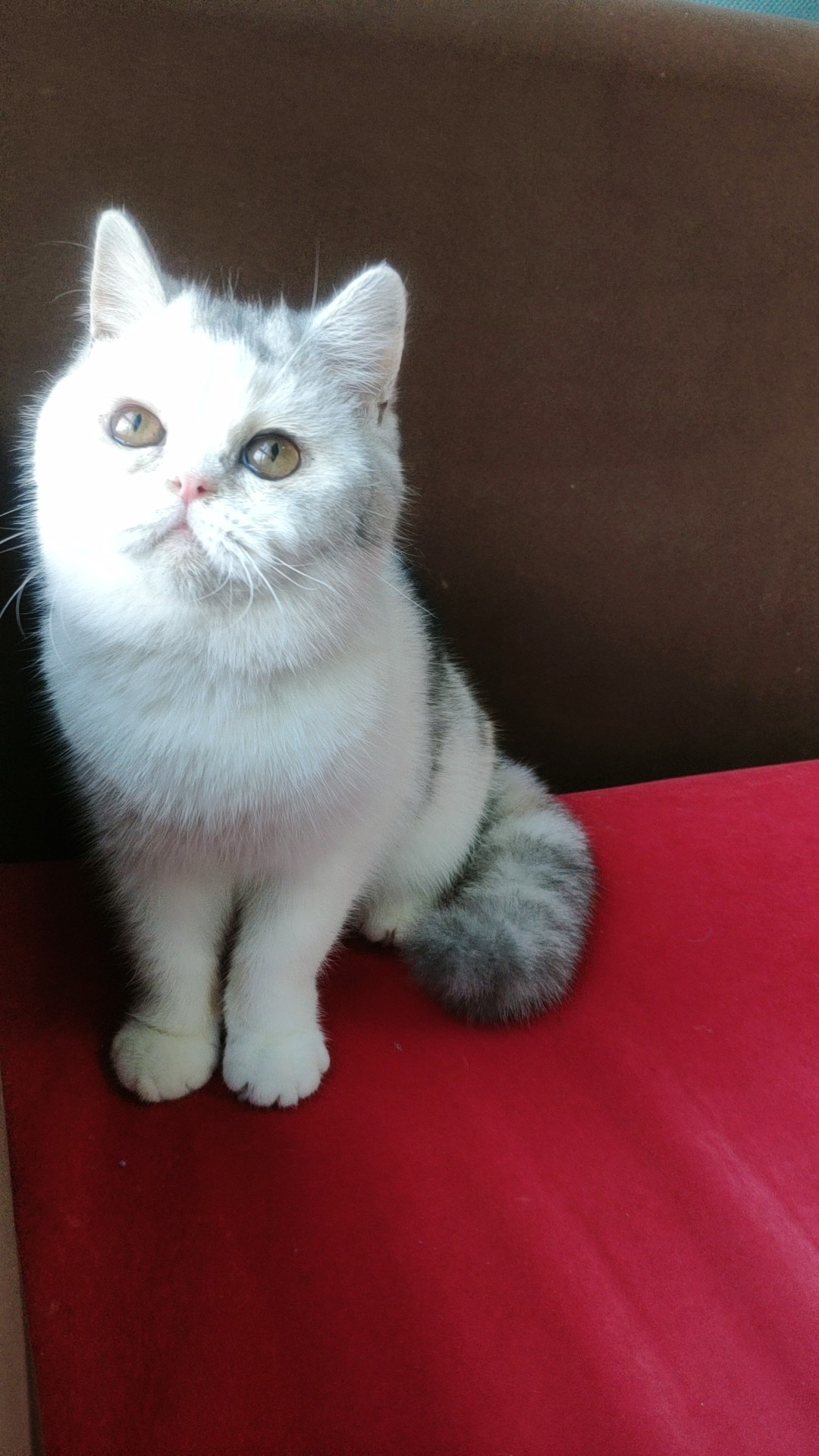 大包子脸,银虎斑加白三花家养母猫,在成都,外地可空运滴滴