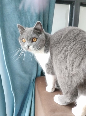 福利领养 999同城成都家养优先，血统纯正的英国短毛蓝白猫