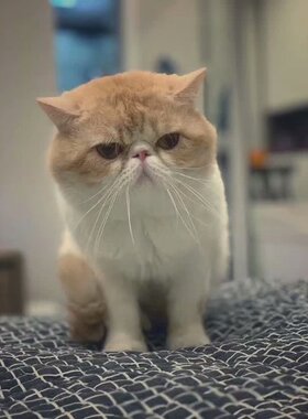 最亲人呆萌的家养宠物猫 异国短毛猫 红白加菲猫原型 可空运成都