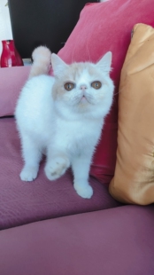 cfa血统异国短猫加菲猫 2022年最后一只 活动领养价格给个人家庭