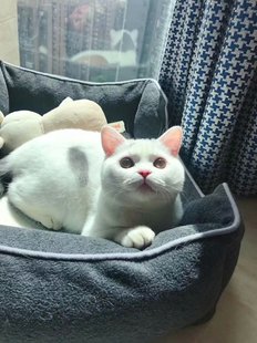 大包子脸英国短毛猫 蓝白梵文英短 CFA纯正血统家养纯种猫活体