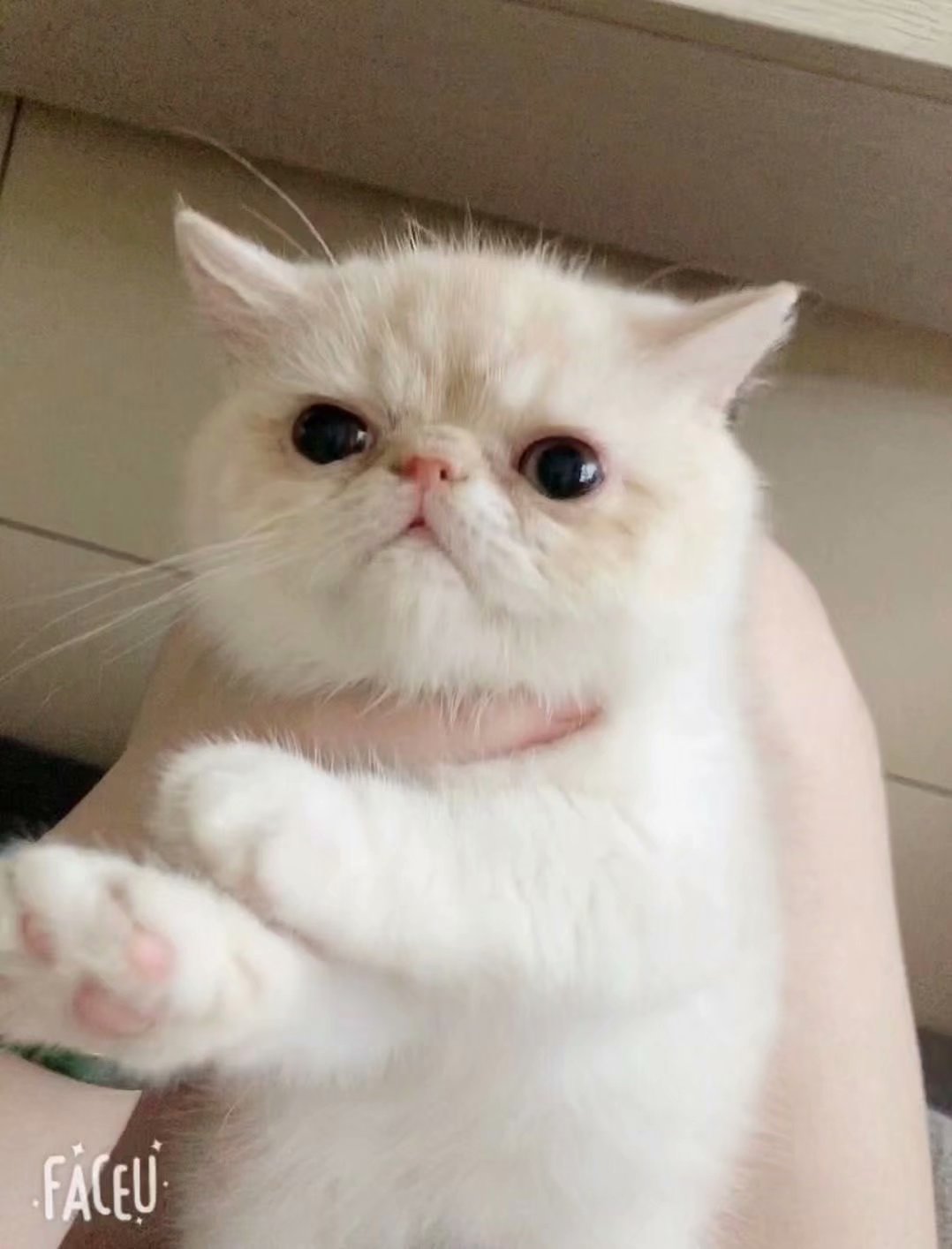 CFA血统异国短毛加菲猫 全红白宠物家养猫 加菲猫原型花色 成都